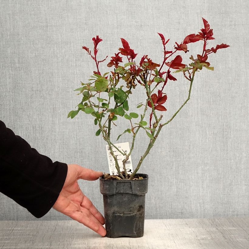 Rosa Grande Amore Vaso da Ø 10 cm/11 cm esemplare consegnato in primavera