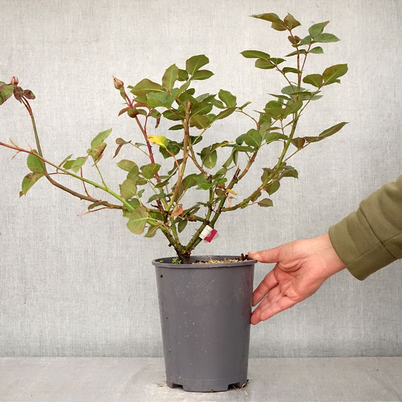 Rosa Hameau Duboeuf - Rose ibrida di tea Vaso da 4L/5L esemplare consegnato in primavera