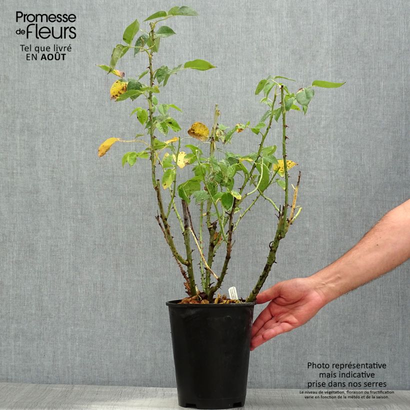 Esemplare di Rosa Henri Delbard - Rose ibrida di tea Vaso da 3L/4L consegnato in estate