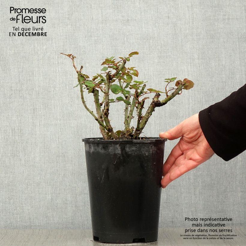 Esemplare di Rosa Henryane de Chaponay - Rose ibrida di tea Vaso da 4L/5L come consegnato in autunno