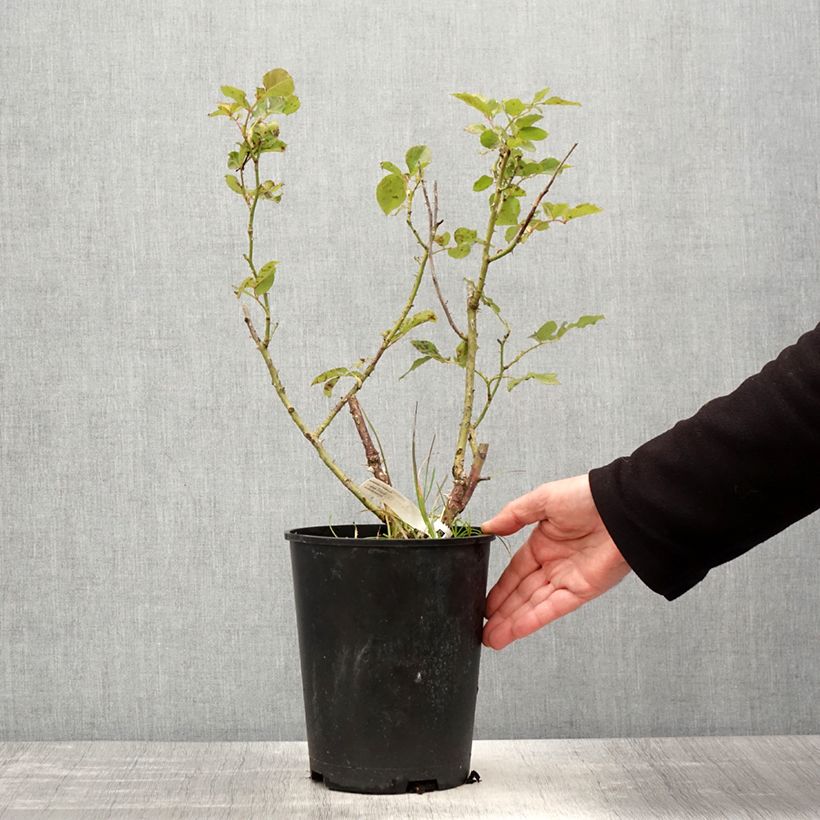 Rosa Impératrice Farah - Rose ibrida di tea Vaso da 4L/5L esemplare consegnato in primavera