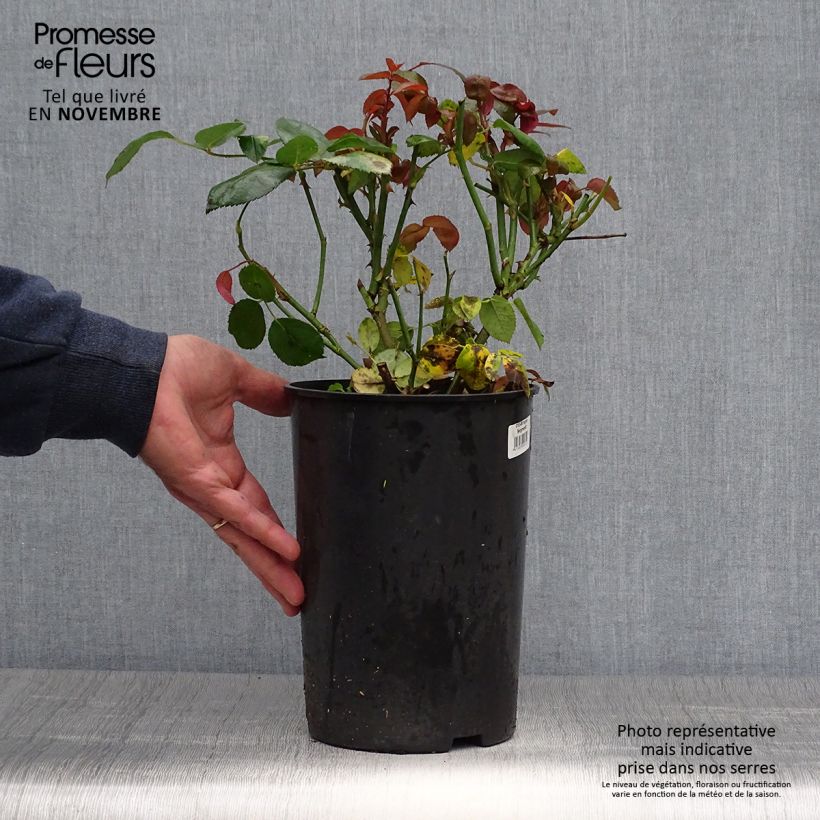 Esemplare di Rosa Ingrid Bergman Vaso da 4L/5L come consegnato in autunno