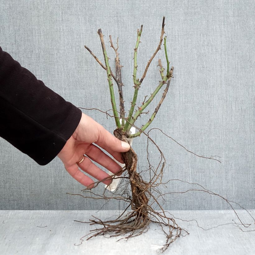 Rosa Ingrid Bergman Piante piccole a radice nuda esemplare consegnato in inverno