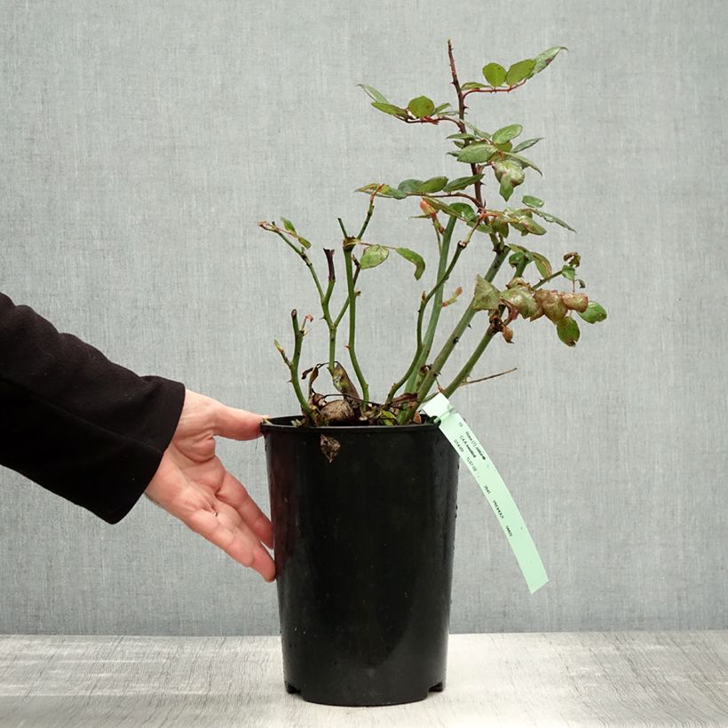 Esemplare di Rosa Jalitah Vaso da 4L/5L come consegnato in autunno