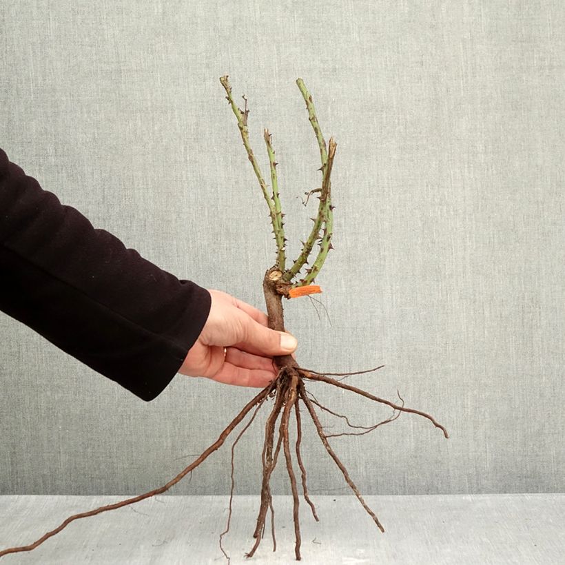 Rosa Jardins de Bagatelle Piante piccole a radice nuda esemplare consegnato in inverno