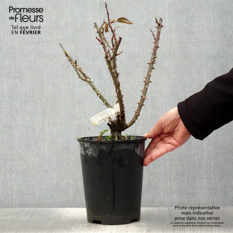 Rosa Jeanne Coeur Vaso da 4L/5L esemplare consegnato in inverno