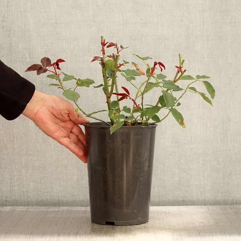 Esemplare di Rosa Just Joey Vaso da 4L/5L come consegnato in autunno