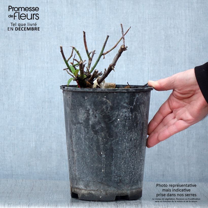 Esemplare di Rosa Kazatchok Vaso da 4L/5L come consegnato in autunno