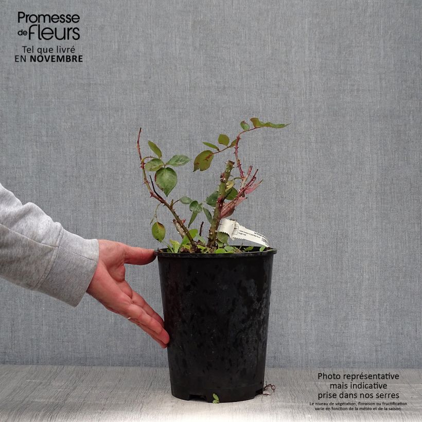Esemplare di Rosa La rose Monsieur Vaso da 4L/5L come consegnato in autunno