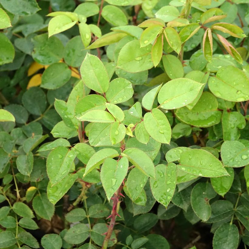 Rosa Laeticia Casta (Fogliame)