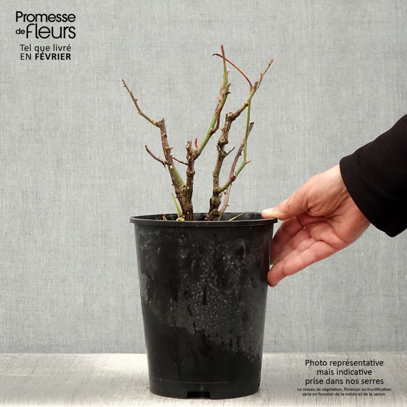 Rosa Les Années Folles Mistinguett Vaso da 4L/5L esemplare consegnato in inverno