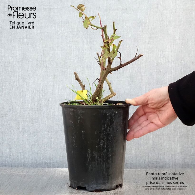 Rosa Les Années Folles Music Hall Vaso da 4L/5L esemplare consegnato in inverno