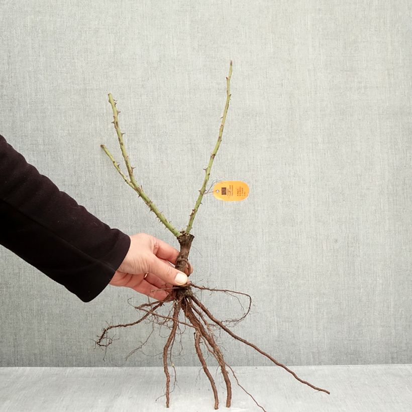 Rosa Louis de Funes Piante piccole a radice nuda esemplare consegnato in inverno