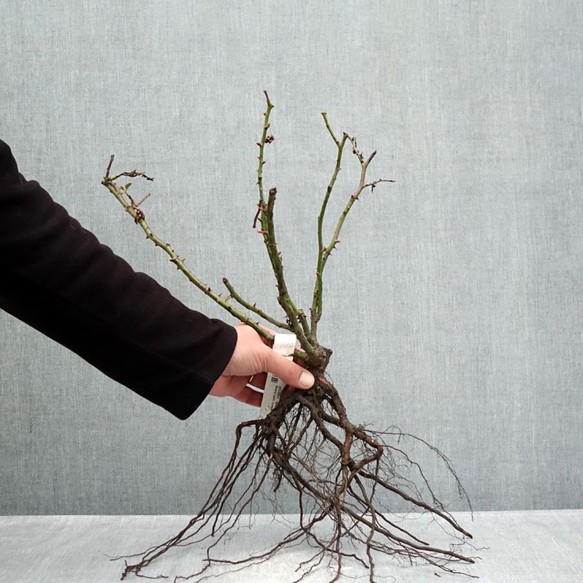 Rosa Lyon Lumières - Rose ibrida di tea Piante piccole a radice nuda esemplare consegnato in inverno