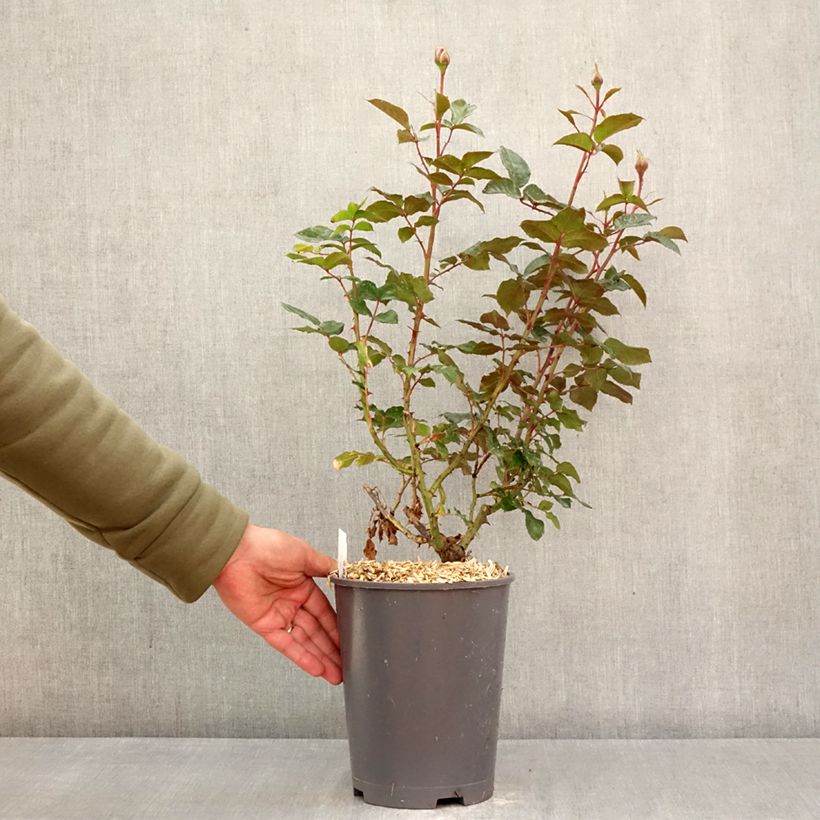 Rosa Macha Meril - Rose ibrida di tea Vaso da 4L/5L esemplare consegnato in primavera
