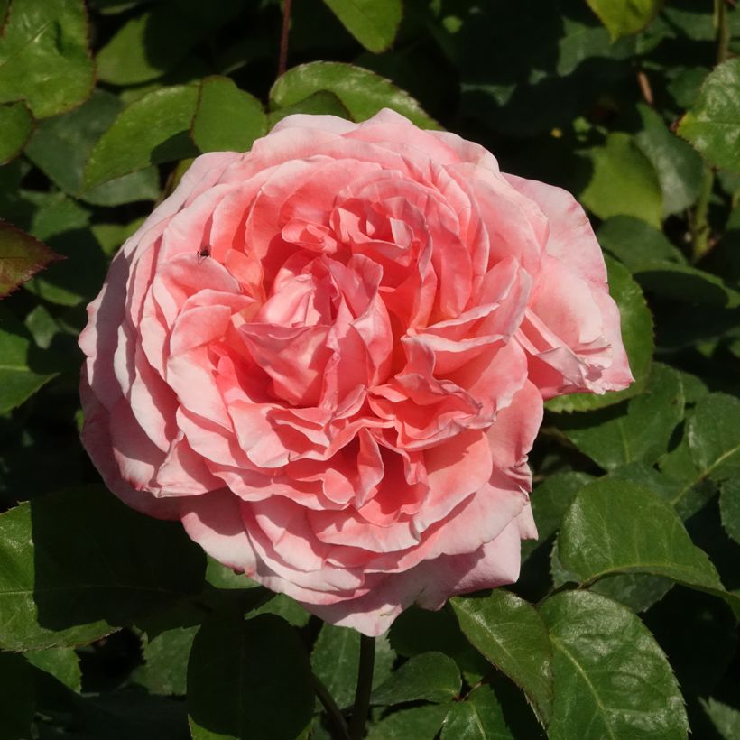 Rosa Mademoiselle Meilland - Rose ibrida di tea (Fioritura)