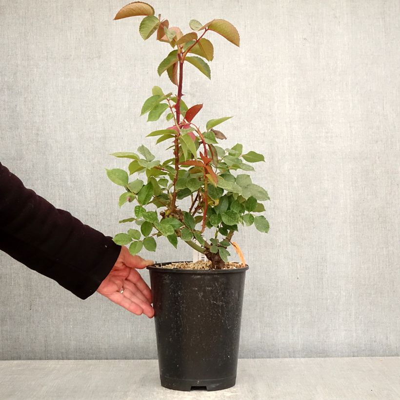 Rosa Marylou - Rose ibrida di tea Vaso da 4L/5L esemplare consegnato in primavera