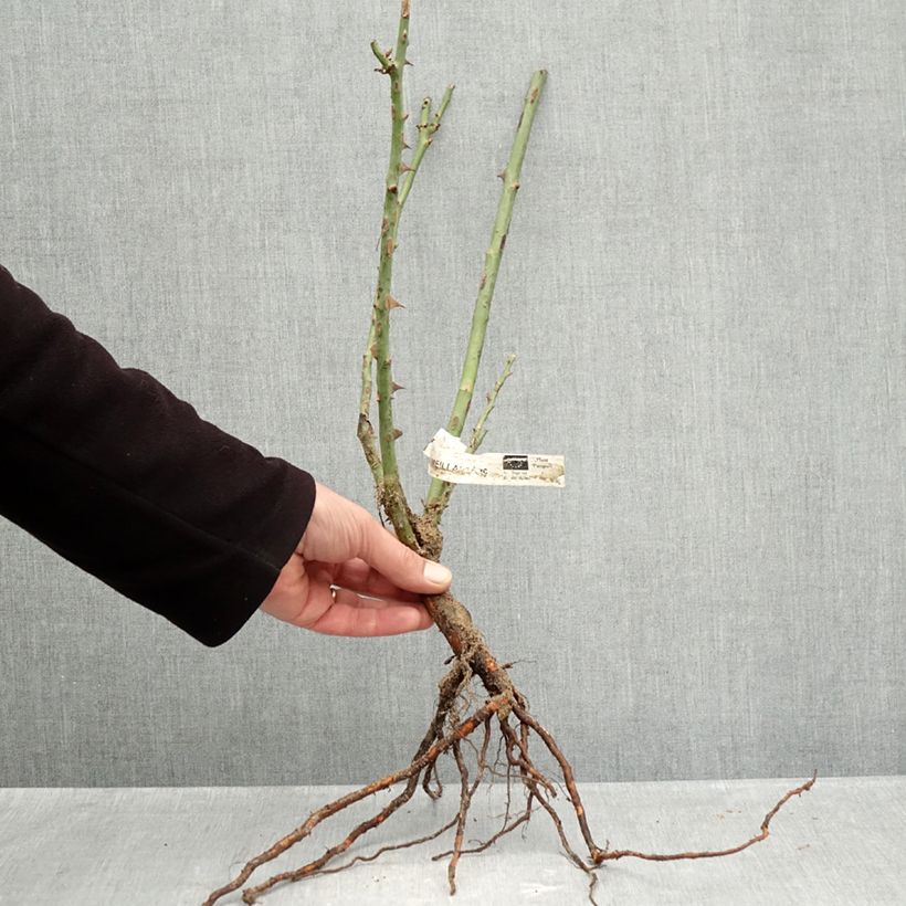 Rosa Mme A. Meilland - Rose ibrida di tea Piante piccole a radice nuda esemplare consegnato in inverno