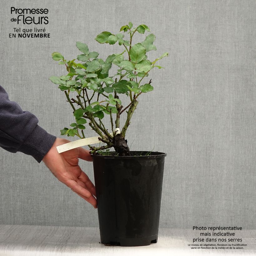 Esemplare di Rosa New Imagine - Rose ibrida di tea Vaso da 4L/5L come consegnato in autunno