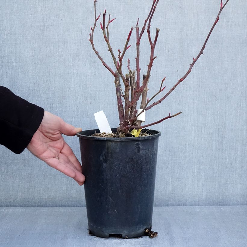 Rosa Noémie de Rothschild Vaso da 4L/5L esemplare consegnato in inverno