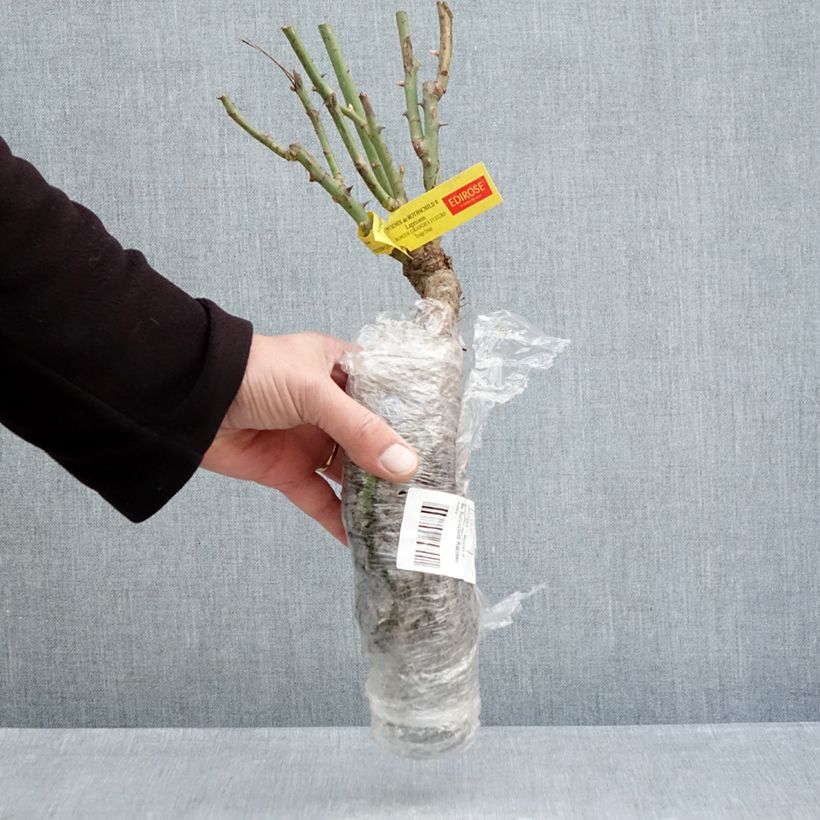 Rosa Noémie de Rothschild Piante piccole a radice nuda esemplare consegnato in inverno