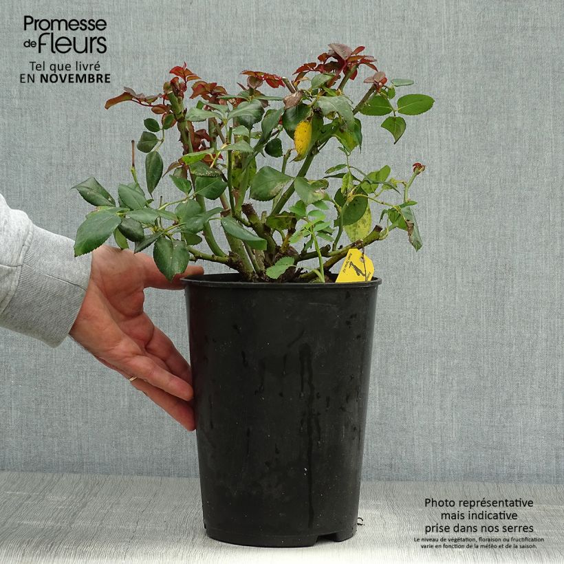 Esemplare di Rosa Nostalgie Vaso da 4L/5L come consegnato in autunno