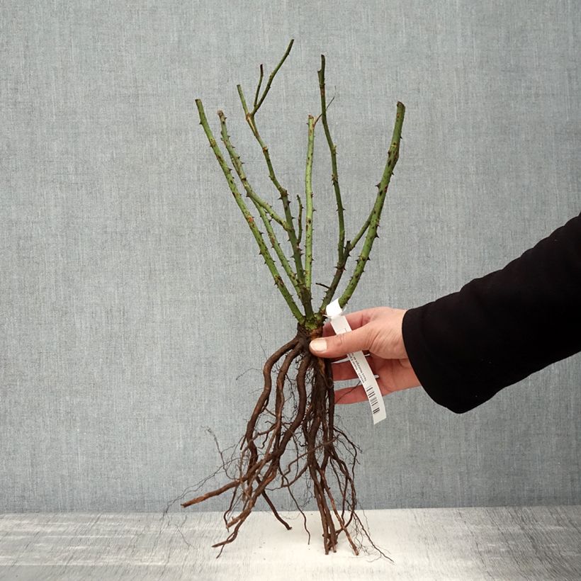 Rosa Nostalgie Piante piccole a radice nuda esemplare consegnato in inverno