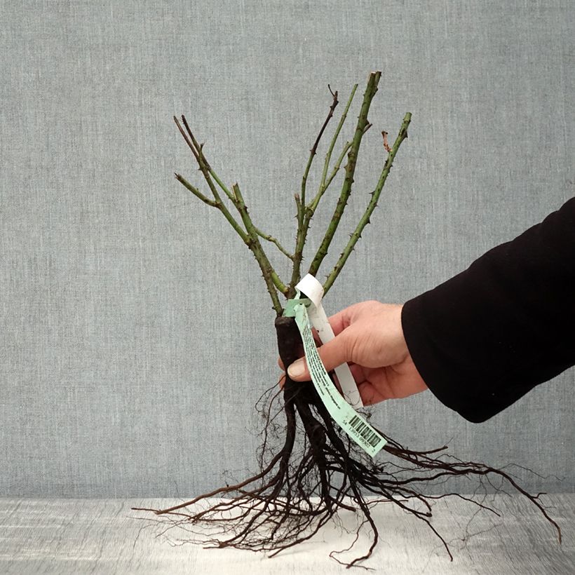 Rosa Nuage Parfumé - Rose ibrida di tea Piante piccole a radice nuda esemplare consegnato in inverno