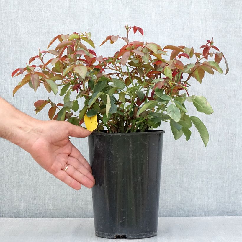Esemplare di Rosa Nuage Parfumé - Rose ibrida di tea Vaso da 3L/4L consegnato in estate