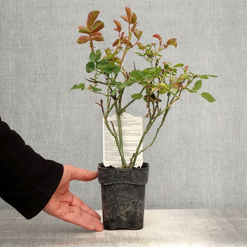 Rosa Oriental Peace - Rose ibrida di tea Vaso da Ø 10 cm/11 cm esemplare consegnato in primavera