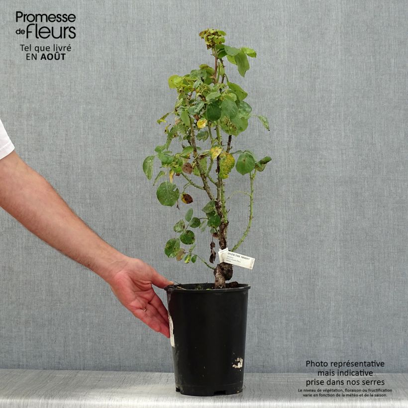 Esemplare di Rosa Over the Moon Vaso da 4L/5L consegnato in estate