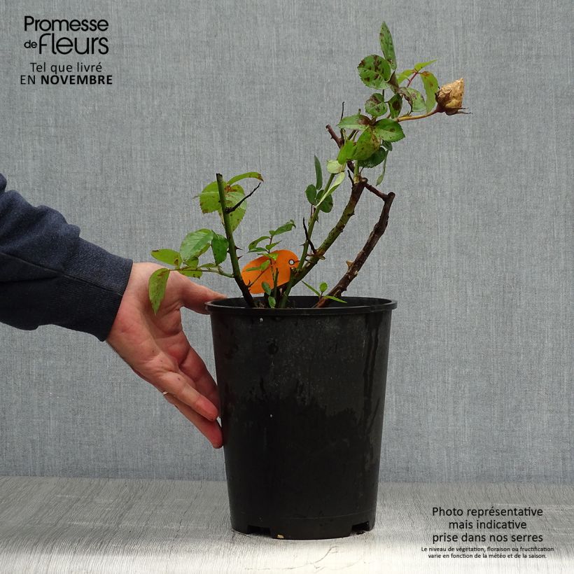 Esemplare di Rosa Pacific Sunset Vaso da 4L/5L come consegnato in autunno