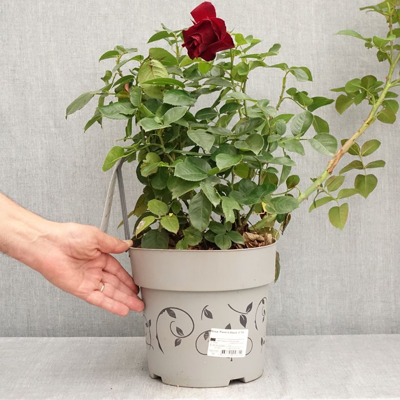 Esemplare di Rosa Paint it Black - Rose ibrida di tea Vaso da 6L/7L consegnato in estate