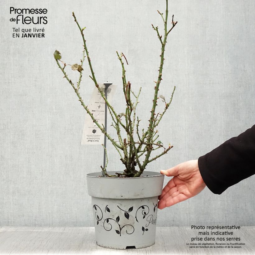 Rosa Paint it Black - Rose ibrida di tea Vaso da 6L/7L esemplare consegnato in inverno