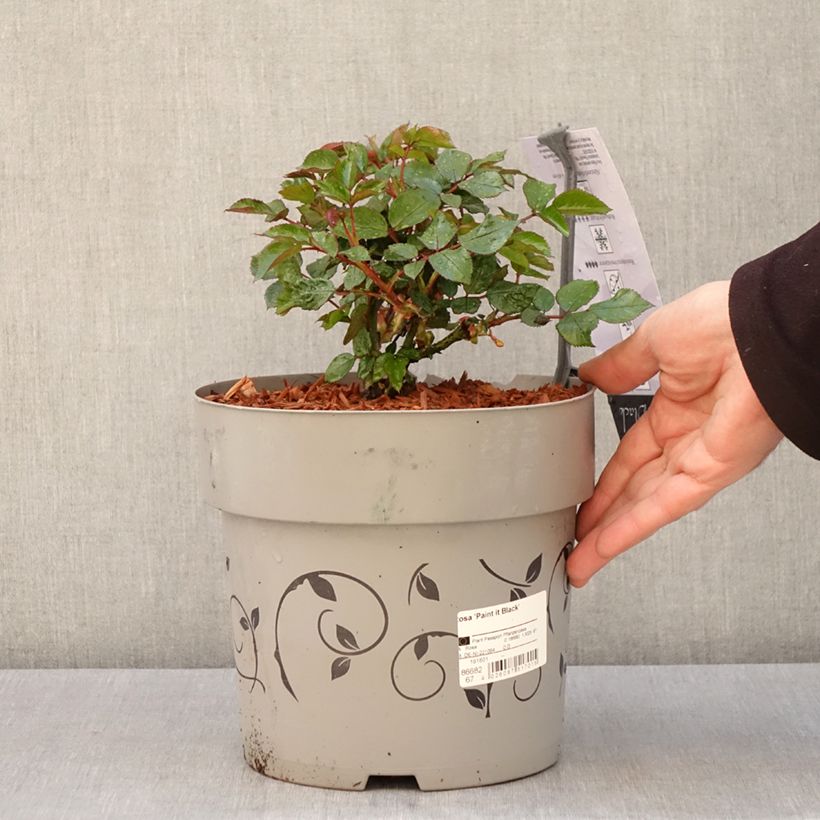 Rosa Paint it Black - Rose ibrida di tea Vaso da 6L/7L esemplare consegnato in primavera