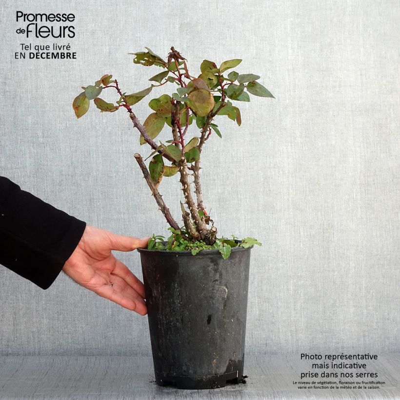 Esemplare di Rosa Panthere Rose - Rose ibrida di tea Vaso da 4L/5L come consegnato in autunno