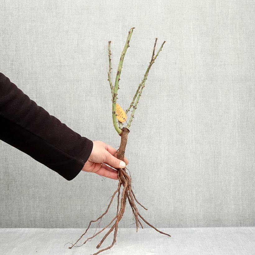 Rosa Panthere Rose - Rose ibrida di tea Piante piccole a radice nuda esemplare consegnato in inverno