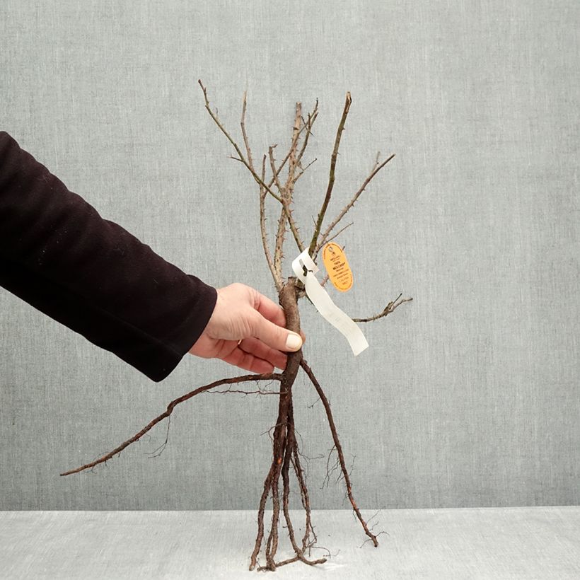 Rosa Papa Meilland - Rose ibrida di tea Piante piccole a radice nuda esemplare consegnato in inverno