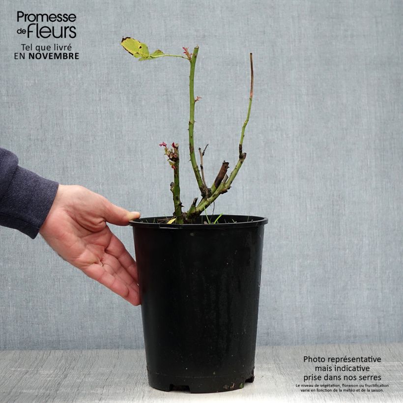 Esemplare di Rosa Pape Jean-Paul II - Rose ibrida di tea Vaso da 4L/5L come consegnato in autunno
