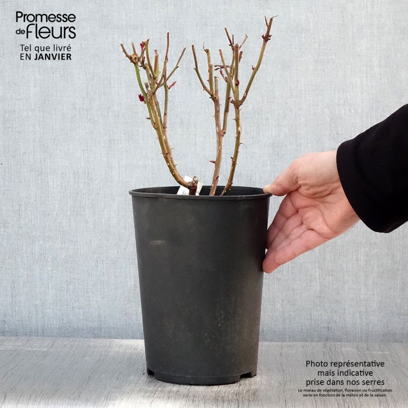 Rosa Parfum de Grasse - Rose ibrida di tea Vaso da 4L/5L esemplare consegnato in inverno