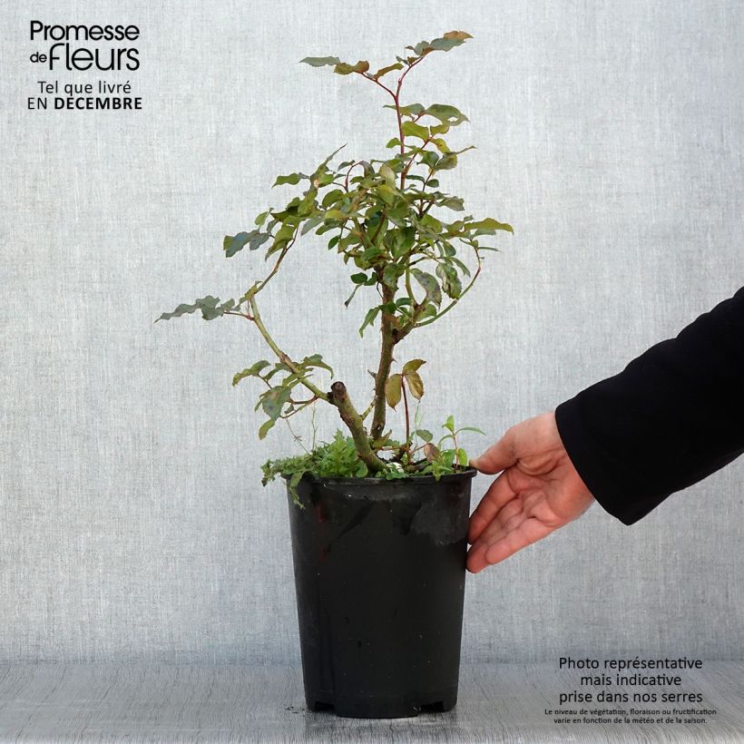 Esemplare di Rosa Parfum de Nantes Vaso da 4L/5L come consegnato in autunno