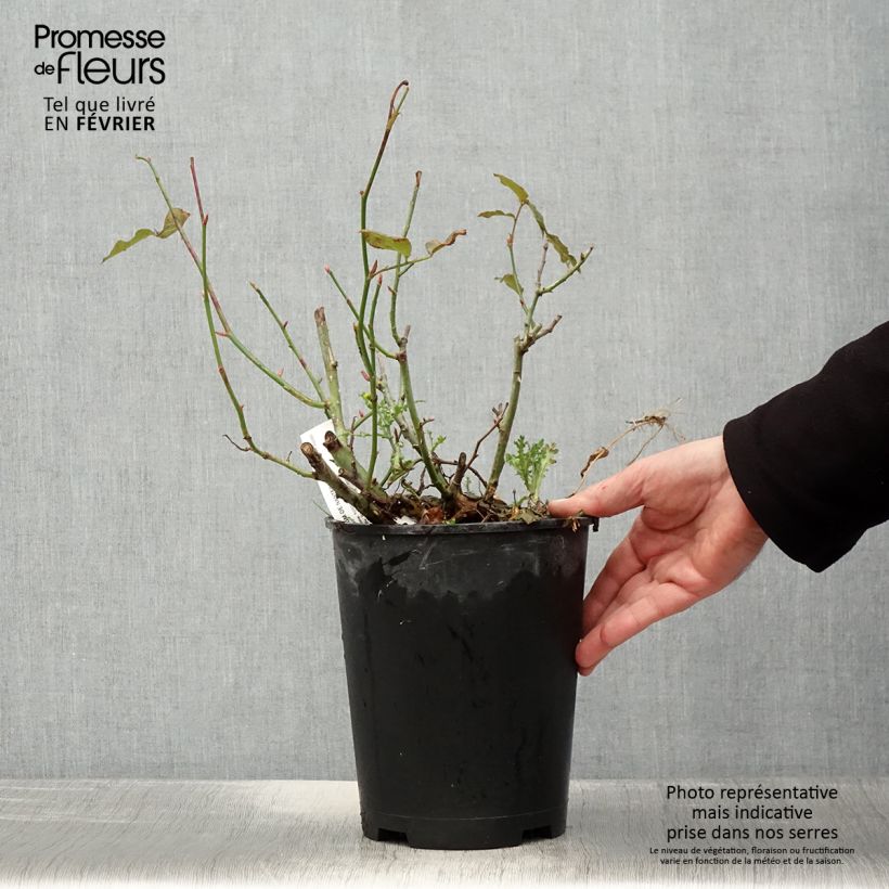 Rosa Parfum de Nantes Vaso da 4L/5L esemplare consegnato in inverno