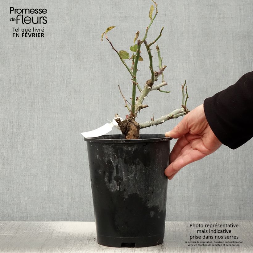 Rosa Pierre de Luxembourg Vaso da 4L/5L esemplare consegnato in inverno