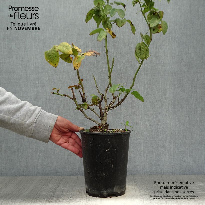 Esemplare di Rosa Pink Eureka - Rose ibrida di tea Vaso da 4L/5L come consegnato in autunno