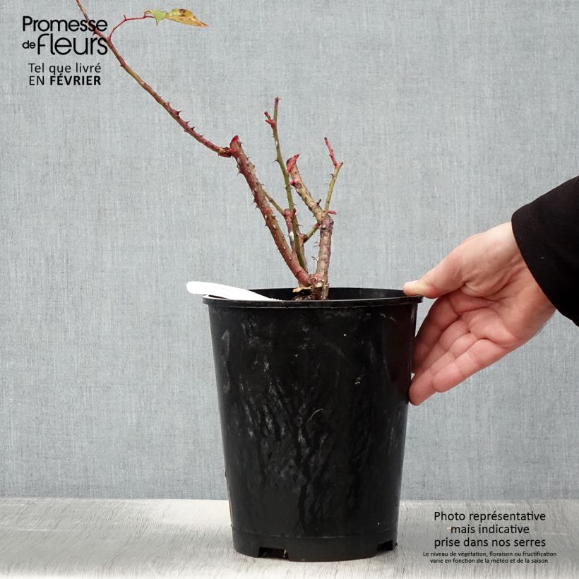 Rosa Pink Paradise - Rose ibrida di tea Vaso da 3L/4L esemplare consegnato in inverno