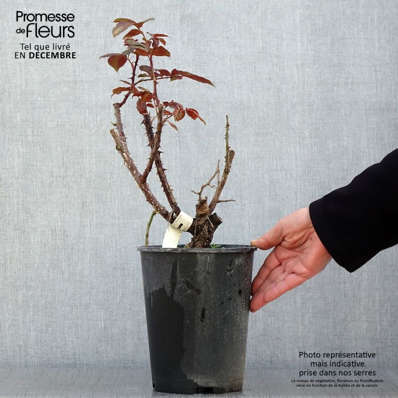 Esemplare di Rosa Poseidon - Rose ibrida di tea Vaso da 4L/5L come consegnato in autunno