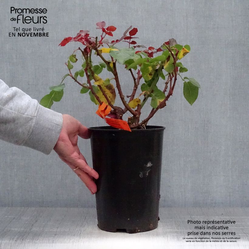 Esemplare di Rosa Prince Jardinier - Rose ibrida di tea Vaso da 4L/5L come consegnato in autunno