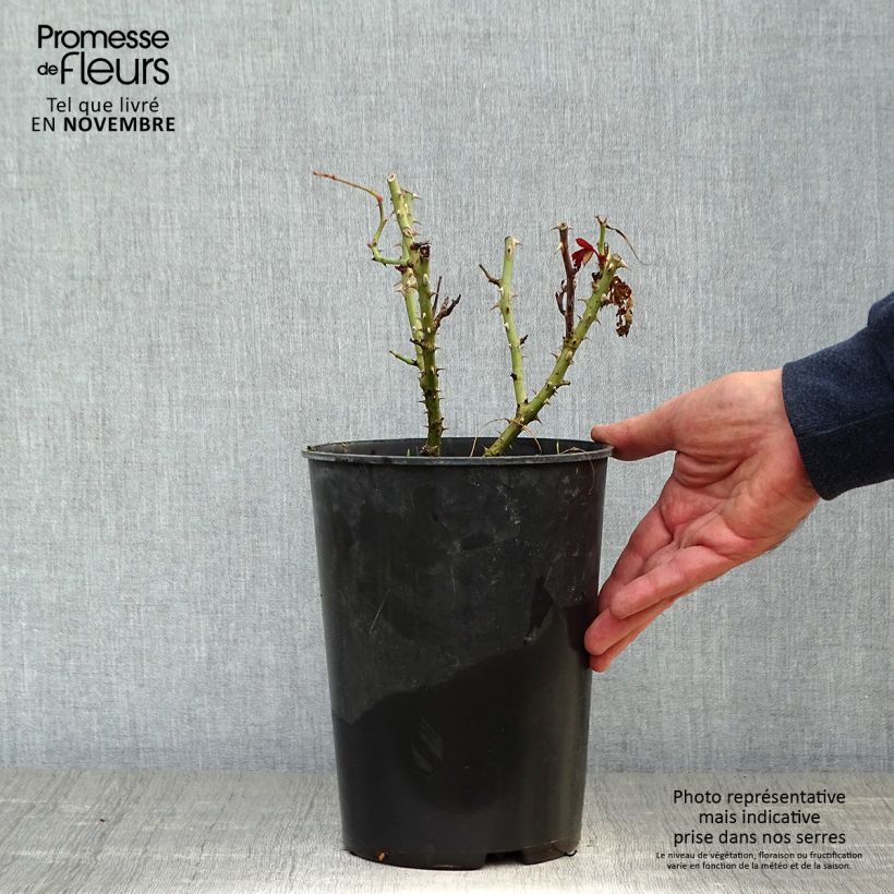 Esemplare di Rosa Princesse Alexandra Renaissance - Rose ibrida di tea Vaso da 4L/5L come consegnato in autunno