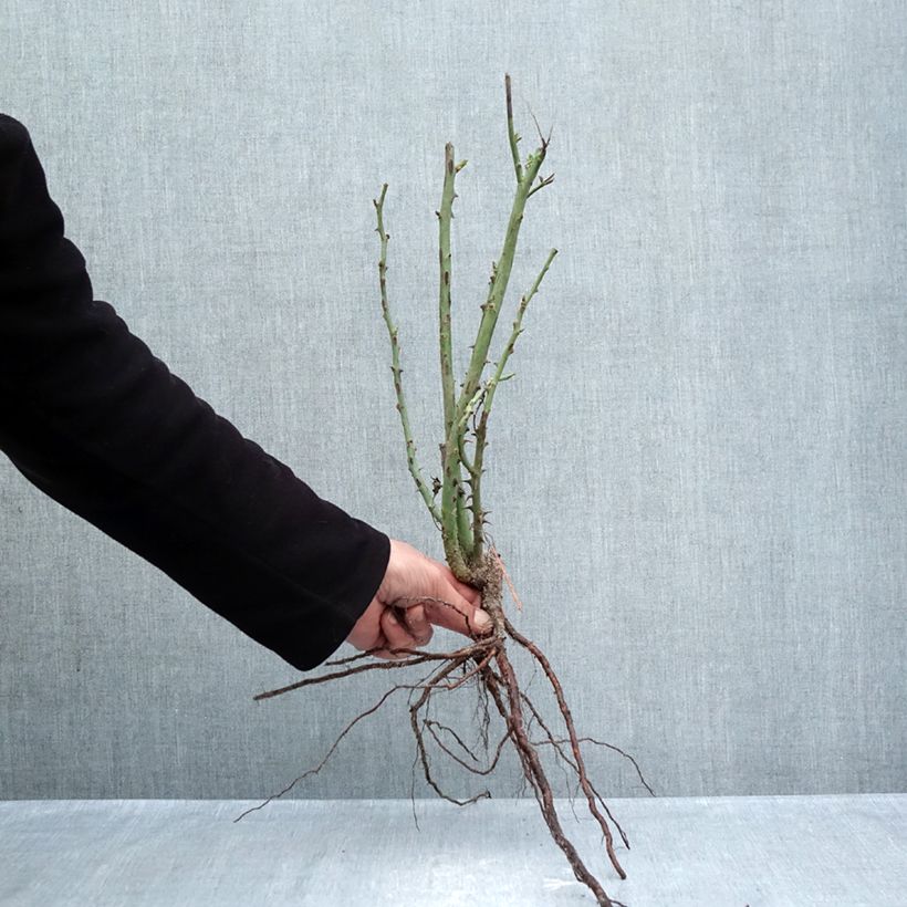 Rosa Princesse de Monaco Meimagarmic Piante piccole a radice nuda esemplare consegnato in inverno