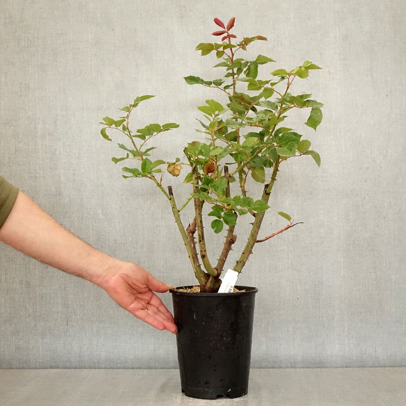 Rosa Rallye des Gazelles DELtoffee Vaso da 4L/5L esemplare consegnato in primavera